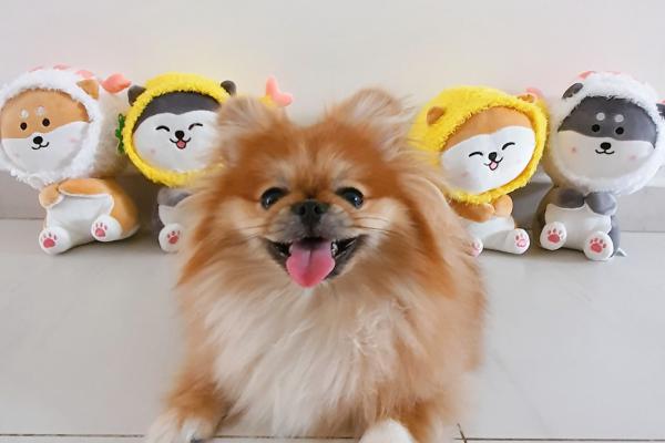 Image for New Fun Claw Outlet at Causeway Point artilce
